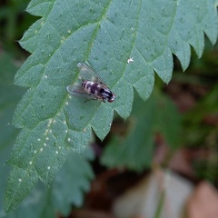 Polyporivora picta