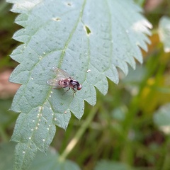 Polyporivora picta