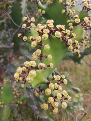 Euphorbia antiquorum