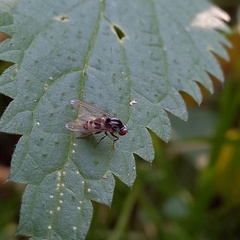 Polyporivora picta