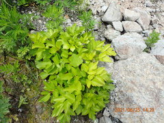 Ligusticum scothicum hultenii