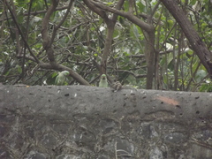 Funambulus pennantii