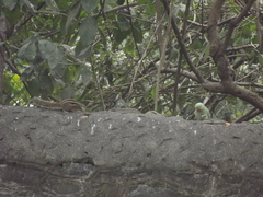 Funambulus pennantii
