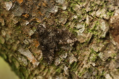 Dolbina formosana