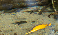 Sphaeramia orbicularis