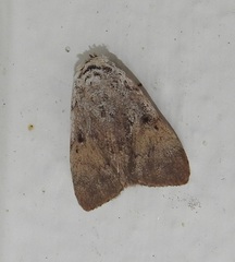 Barasa cymatistis
