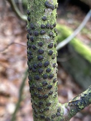 Diatrype disciformis