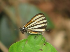 Arawacus separata