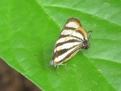 Arawacus separata