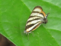 Arawacus separata