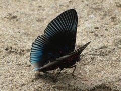 Lyropteryx apollonia