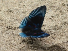 Lyropteryx apollonia