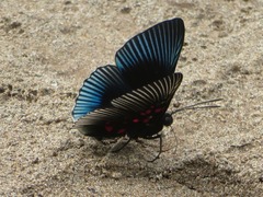 Lyropteryx apollonia