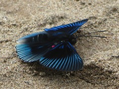 Lyropteryx apollonia