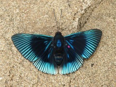 Lyropteryx apollonia