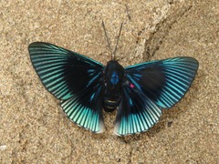 Lyropteryx apollonia