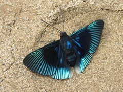 Lyropteryx apollonia
