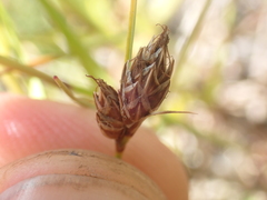 Carex colensoi