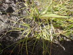 Carex colensoi