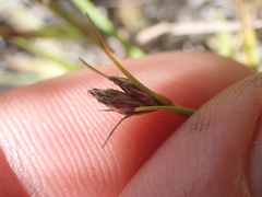 Carex colensoi