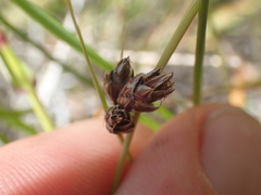 Carex colensoi