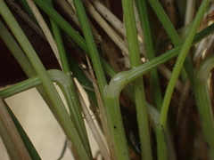 Festuca rubra commutata