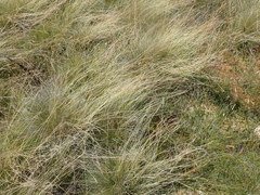 Festuca rubra commutata