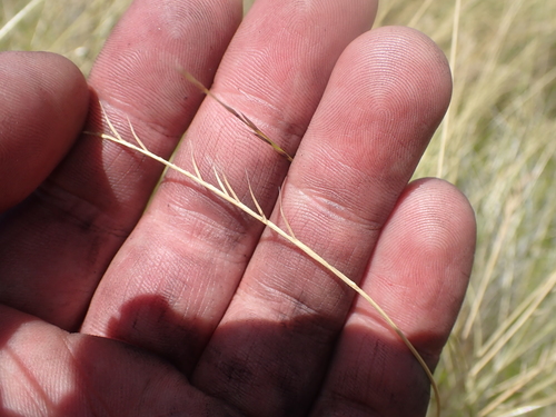 Image of Festuca nigrescens by (c) Paul Bell-Butler, some rights reserved (CC BY)