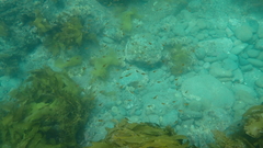 Pempheris adspersa
