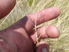 Festuca rubra commutata
