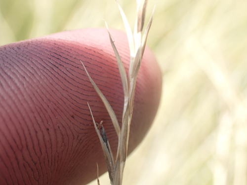 Image of Festuca nigrescens by (c) Paul Bell-Butler, some rights reserved (CC BY)
