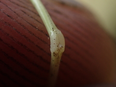 Festuca rubra commutata