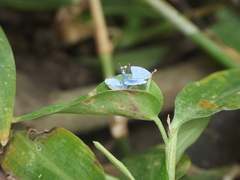 Commelina diffusa