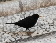 Turdus merula