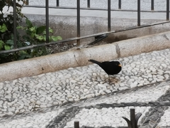 Turdus merula