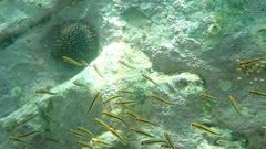 Forsterygion maryannae
