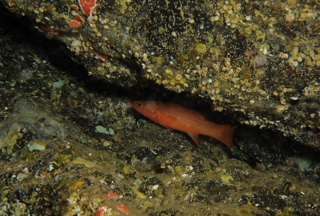 Cape Verde Basslet