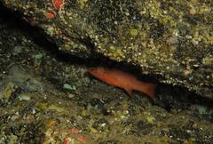 Liopropoma emanueli
