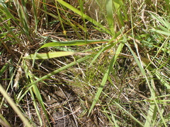 Juncus antarcticus