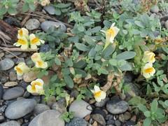 Linaria japonica