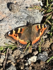 Aglais urticae connexa