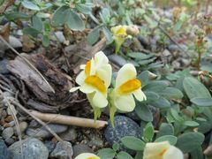 Linaria japonica
