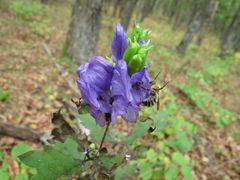 Aconitum taigicola