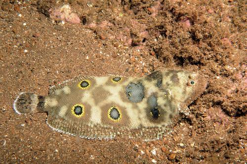 Eyed sole (Microchirus ocellatus) — Soleidae — 5