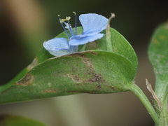 Commelina diffusa