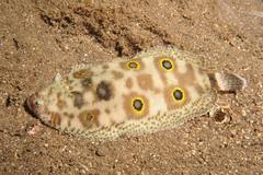 Microchirus ocellatus