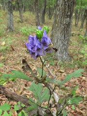Aconitum taigicola