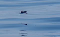 Largescale Flyingfish photo 2