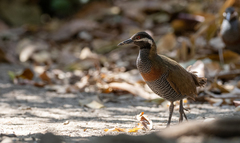 Gallirallus torquatus