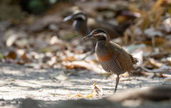 Gallirallus torquatus